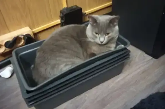 Кошки потеряшки, , фото: Потеряшка кошка, 16-я Рабочая, 17, Омск