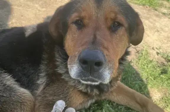 Собака найдена в Картмазово, ул. Рождественская