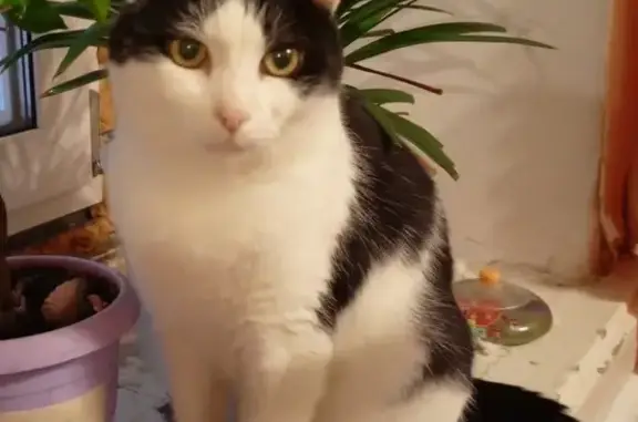 Пропала кошка Кузя, ул. Танкистов 106