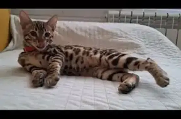 Кошки потеряшки, Тосно, фото: Потеряшка бенгальский кот, Транспортная 47