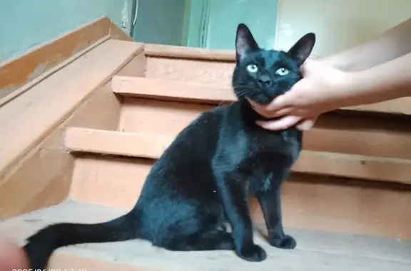 Найдена кошка, ул. Мира 15А, Глазов