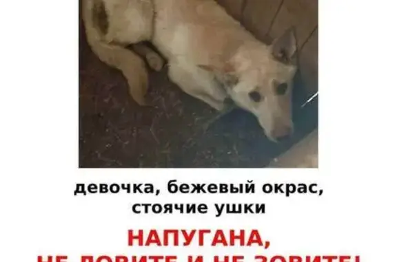 Пропала собака, Анадырский проезд, Москва