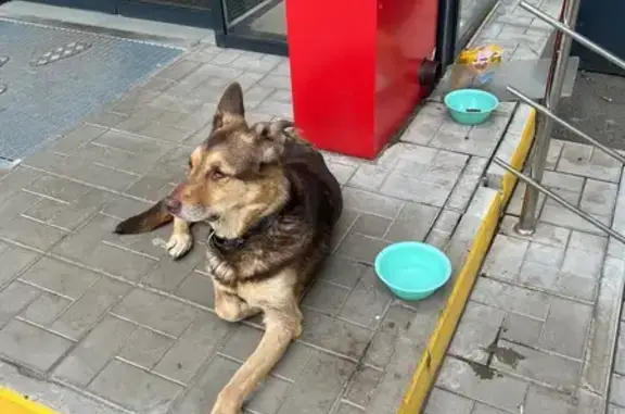 Найдена собака, Уфа, фото: Собака найдена на Пархоменко, 117, Уфа