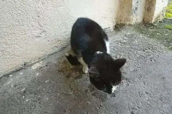 Кошка найдена: ул. Попова, Вел. Новгород