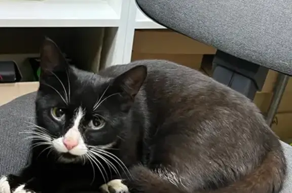 Кошка найдена: Красноармейская 105Б, Йошкар-Ола