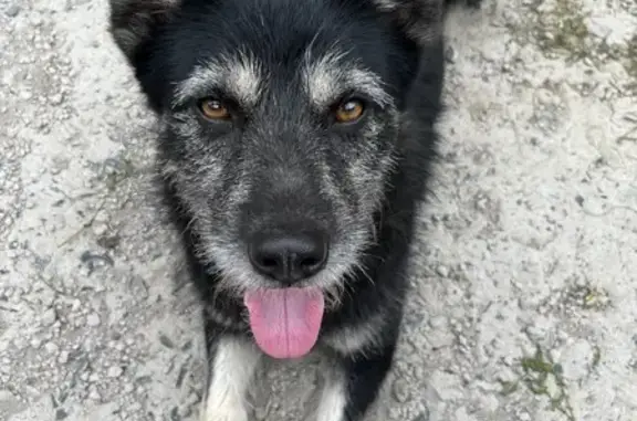 Собака найдена, ул. Энгельса, 150, Курск