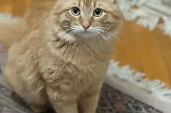 Пропала кошка, Ильинское шоссе, 6