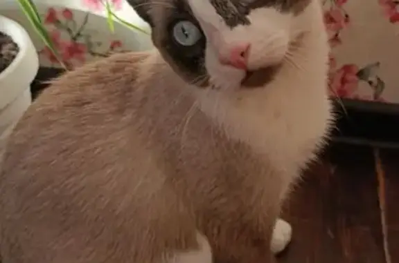 Пропала кошка, ул. Чайковского, 161