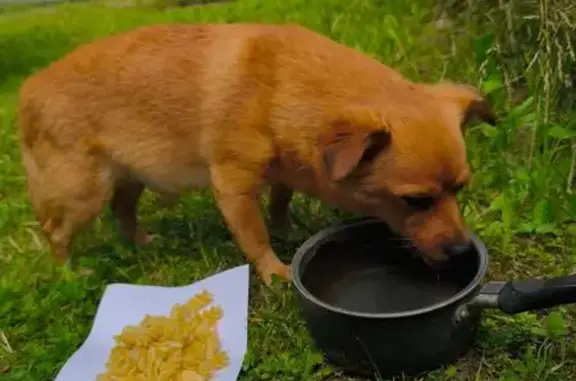 Найдена собака, Нижегородская область, фото: Собака найдена, Озёрная ул., Нижегородская обл.