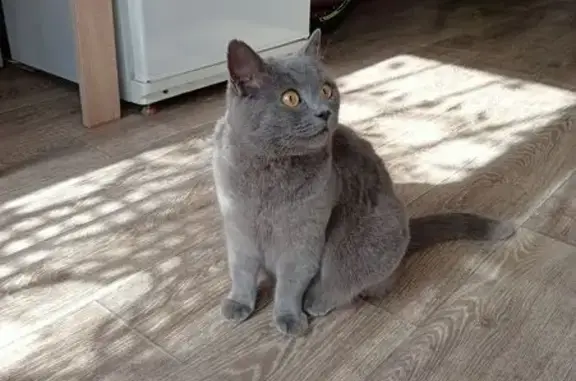 Найдена кошка, Нижний Новгород, фото: Кошка найдена: Генерала Зимина, 39, НН