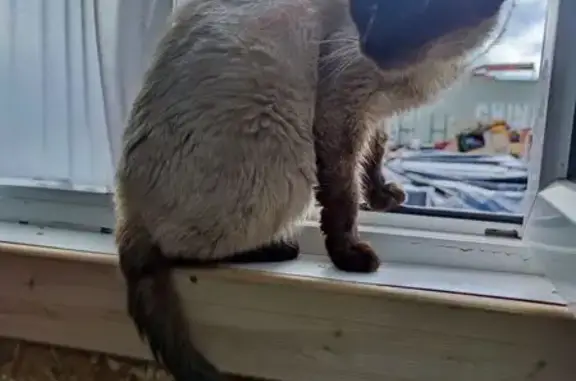 Найденные животные Йошкар-Ола, фото: Кошка найдена на Аэропорт, 9