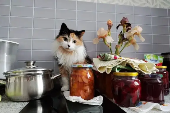 Кошки потеряшки, Пушкино, фото: Потеряшка кошка, Кооперативная, Пушкино