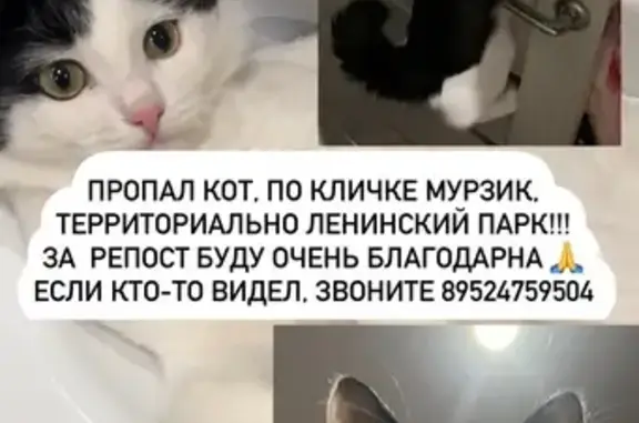 Пропала кошка, Лямбирское ш., Саранск