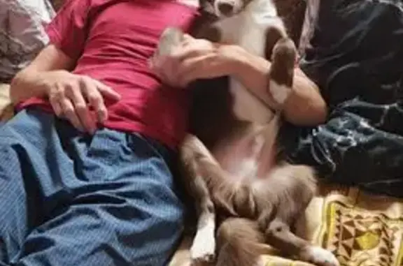 Пропала собака, Октябрьская 122, Троицк