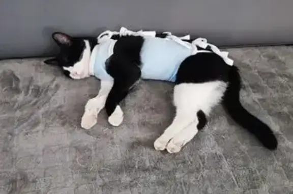 Кошки потеряшки, Сочи, фото: Потеряшка кошка, Альпийская, 88, Сочи