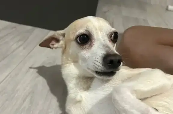 Найдена собака, Салютная ул., Челябинск