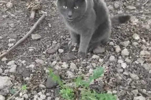 Кошка найдена: Москва, Островитянова 16к2