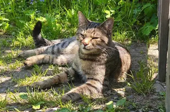 Пропала кошка, 3-я Лесная ул., Хабаровск