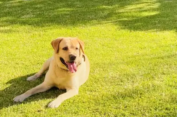 Найдена собака, Калининград, фото: Собака найдена: Парковая 39, Калининград