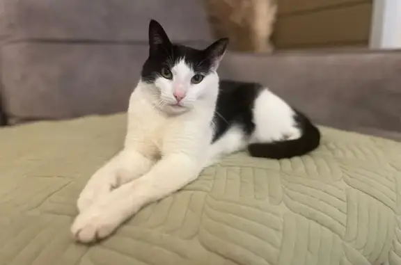 Пропала кошка, МО, 5 лет, черно-белая