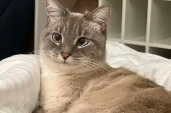 Пропала кошка, Летняя ул., 22, Химки