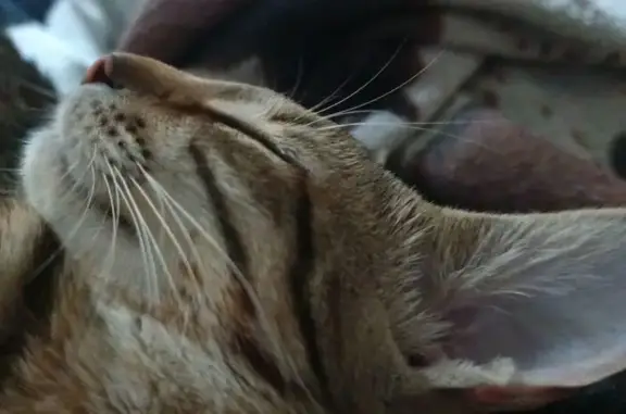 Кошка найдена в Ступино, МО