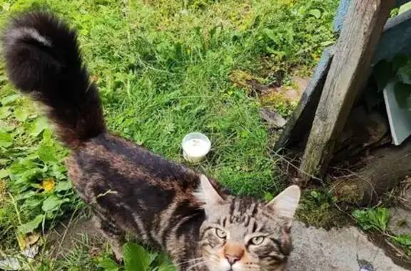 Найдена кошка, Нижний Новгород, фото: Мейн кун найден на Безводной, Нижний Новгород