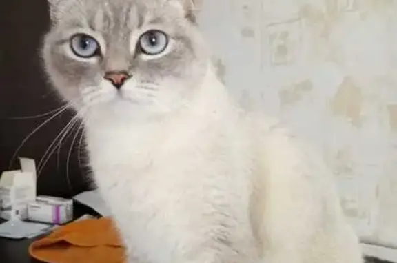 Кошки потеряшки, Карамалы, фото: Потеряшка кошка, Центральная 30, Карамалы