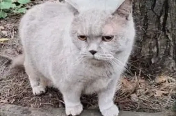 Кошка найдена: ул. 40 лет Победы, 123, Ижевск