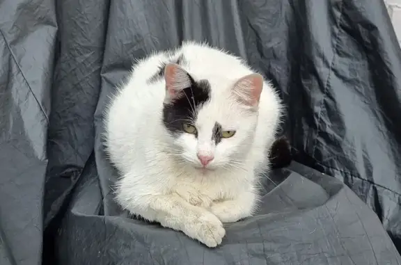Белый кот найден у пр. Большевиков, 17