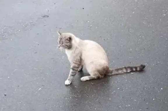 Найдена кошка, Ярославль, фото: Найдена кошка у Дзержинского 10к2, Ярославль