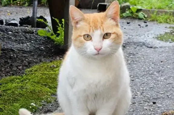 Найдена кошка, Кольчугино, фото: Кошка найдена на Коммунальной, 74, Кольчугино