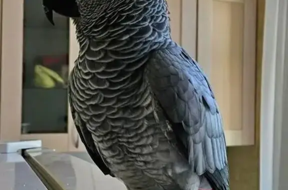 Пропал попугай, ул. Свободы, 76, Ворсма