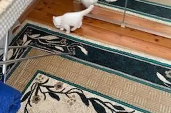 Найдена кошка, Черкесск, фото: Найдена кошка, ул. Космонавтов 70, Черкесск