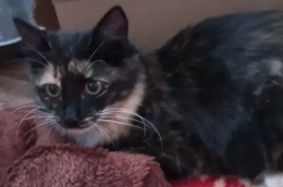 Кошки потеряшки, Ворсма, фото: Потеряшка кошка, ул. Свободы, 43, Ворсма