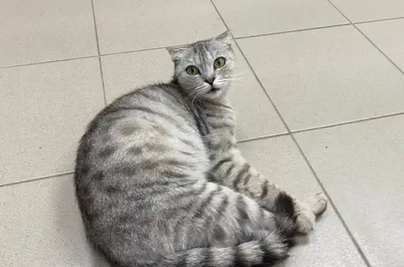 Беременная кошка найдена на Яковлева, 16 к1