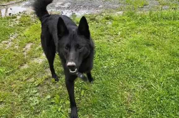 Найдена собака, Вологодская область, фото: Найдена чёрная собака, Вологодская обл.