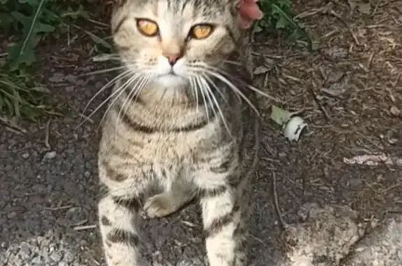 Кошка найдена: Большая Московская, 53, Уфа