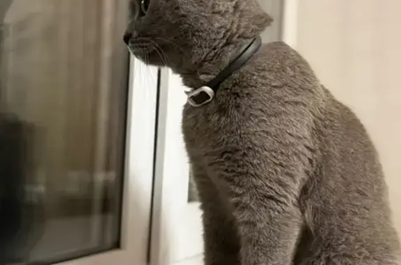 Найденные животные Томск, фото: Серый британец найден на Кирова, 55, Томск