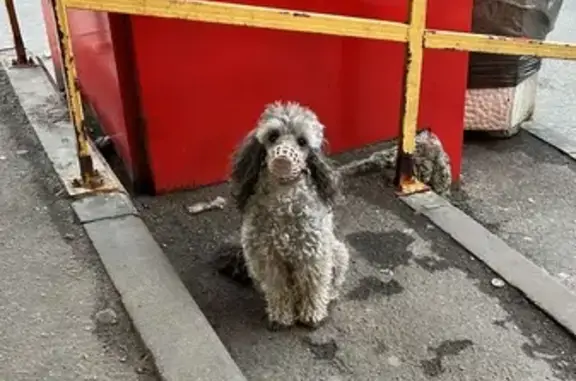 Собака найдена: Варшавская ул. 65 к2