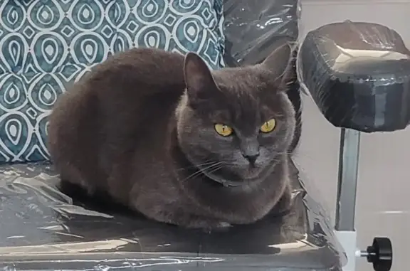 Кошки потеряшки, Изобильный, фото: Потеряшка кошка, Промышленная 157А, Изобильный