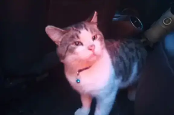 Найденные животные Екатеринбург, фото: Кот найден на ул. Фролова, 19/1, Екатеринбург