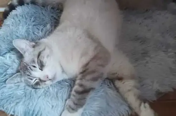 Пропала кошка, Рославльское шоссе, 60