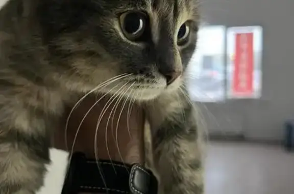 Кошка найдена: Чечёрский проезд, 136