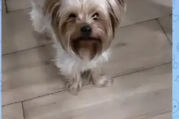 Собака найдена: Центр. ул., Старый Оскол