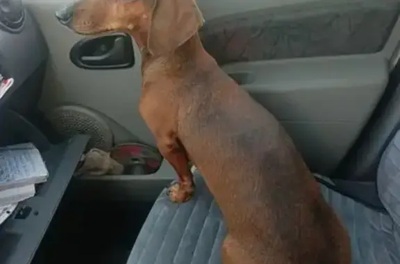 Такса найдена на ул. Проф. Благих, Челябинск