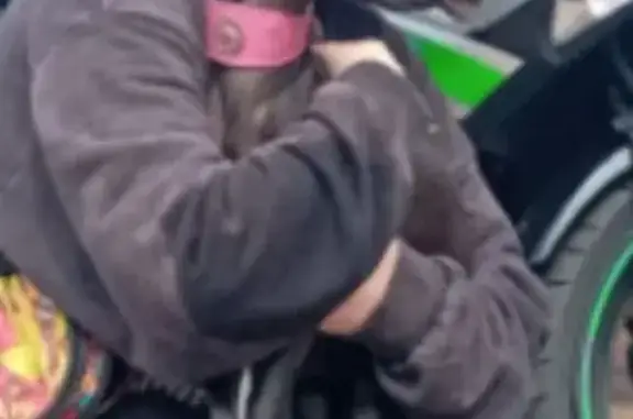 Собаки потеряшки, Сергиев Посад, фото: Потеряшка собака, Вифанская ул., Сергиев Посад