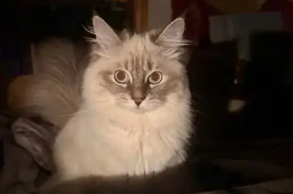 Кошки потеряшки, Энгельс, фото: Потеряшка кошка, Московская ул. 30, Энгельс