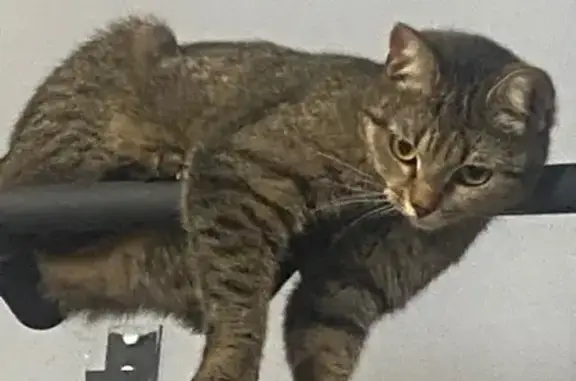 Пропала кошка, 2-я Эльтонская, 30А