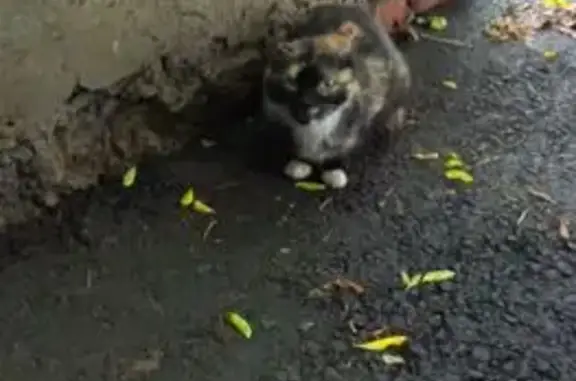 Трехцветная кошка найдена в Строителе